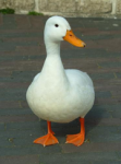 duckface's Avatar