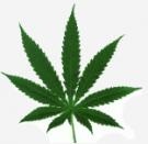 Weed_Smoker's Avatar