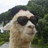 fucklama's Avatar