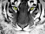 Tiger BL00D's Avatar