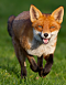 FoxFort