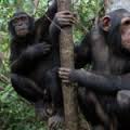 Chimpanzeez