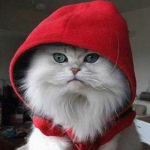 ArabianMeow's Avatar