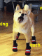 ReverseDoge