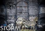Zebra Grafiti 2.jpg