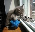 silentsnipe88