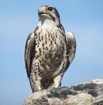 Ifalcon
