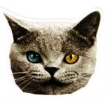 Tron Cat's Avatar