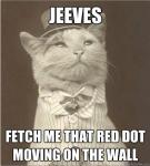 Jeev'sTheCat