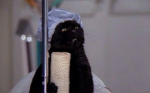 aRemeniscentCat