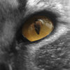 ZeWolfie's Avatar