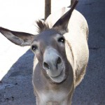 Donkeyme