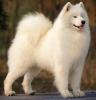 Samoyed's Avatar