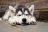 Husky99