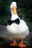 Duckyyyt