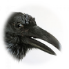 Pecked