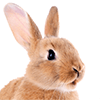 RabbitPlus's Avatar