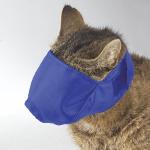 bluecatz