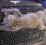 AnnoyingCat
