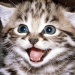 hollycat