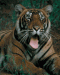 Tiger.'s Avatar