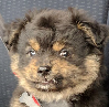 Weedpupper