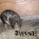 Backward Swine